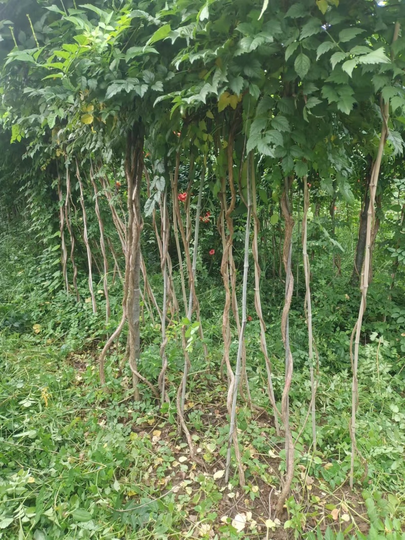 基地供应2公分3公分4公分5公分凌霄花苗花期长