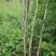 基地供应2公分3公分4公分5公分凌霄花苗花期长