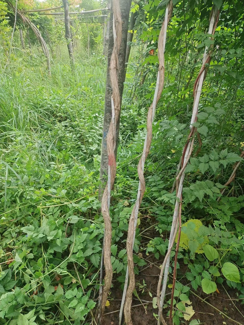 基地供应2公分3公分4公分5公分凌霄花苗花期长