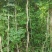 基地供应2公分3公分4公分5公分凌霄花苗花期长
