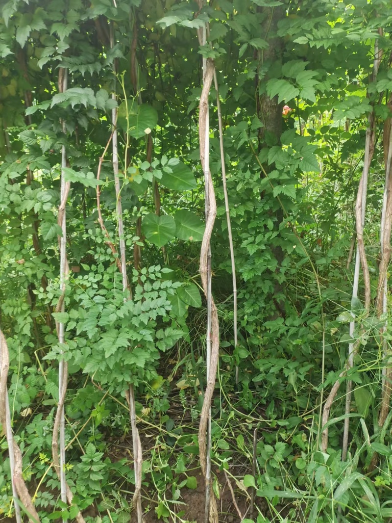 基地供应2公分3公分4公分5公分凌霄花苗花期长