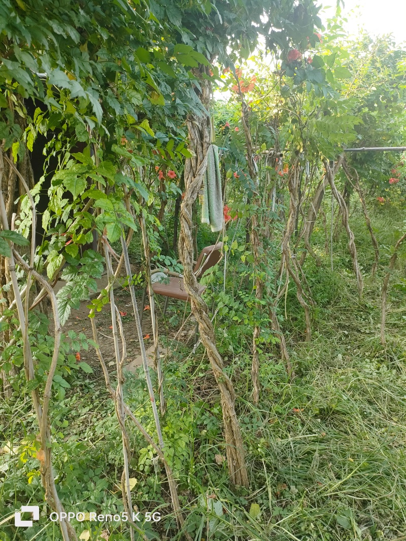 基地供应2公分3公分4公分5公分凌霄花苗花期长