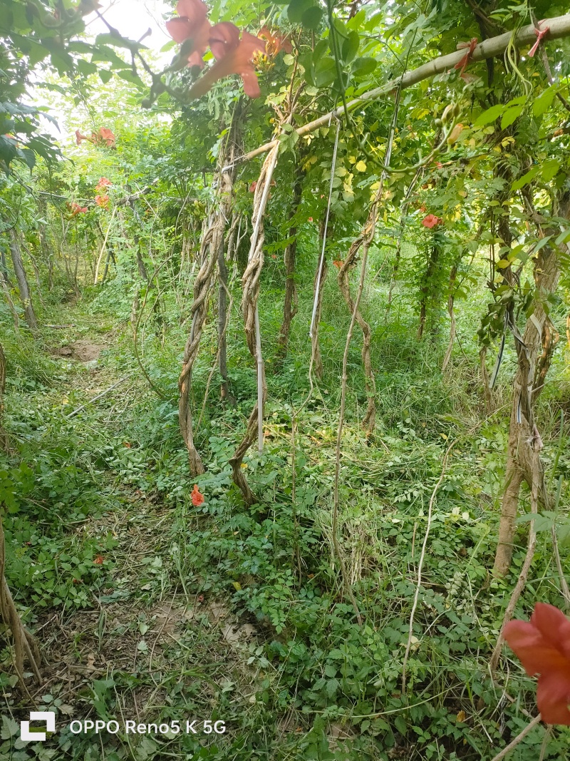 基地供应2公分3公分4公分5公分凌霄花苗花期长