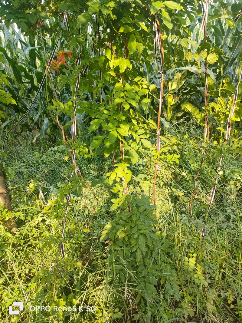 基地供应2公分3公分4公分5公分凌霄花苗花期长