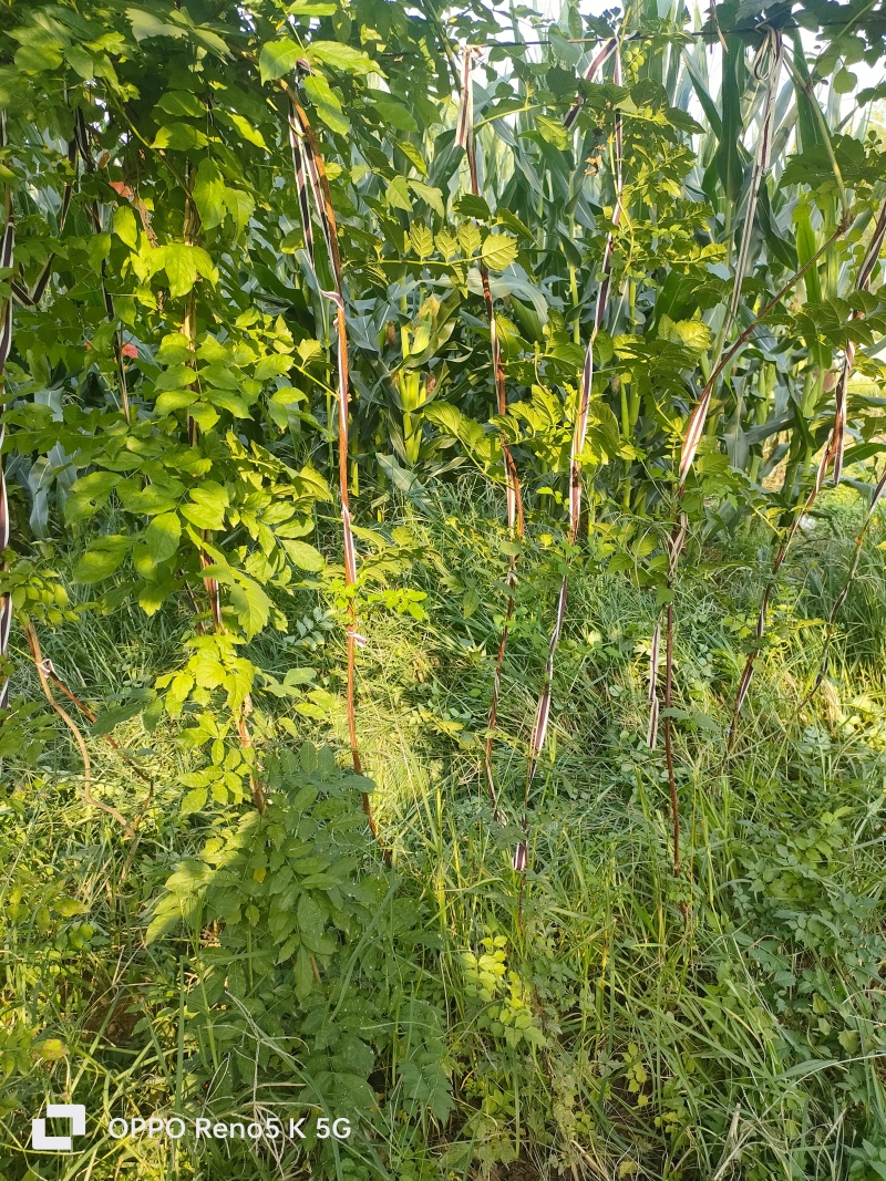 基地供应2公分3公分4公分5公分凌霄花苗花期长