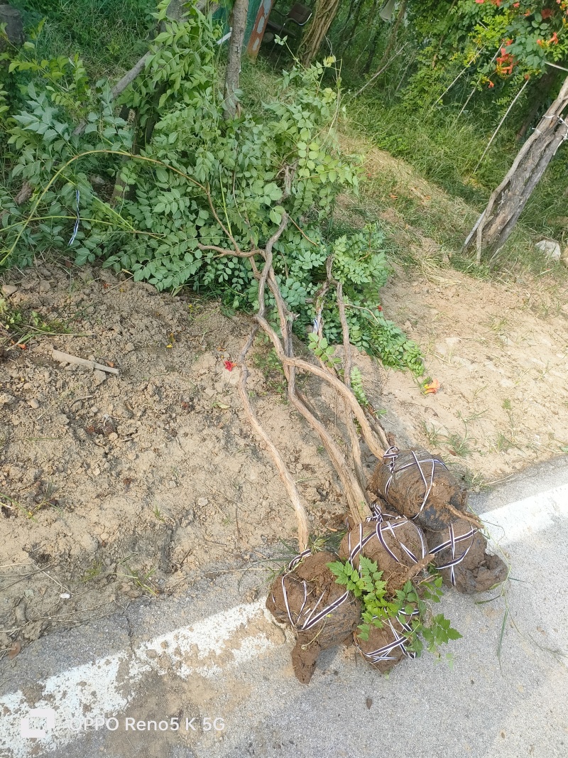 基地供应2公分3公分4公分5公分凌霄花苗花期长