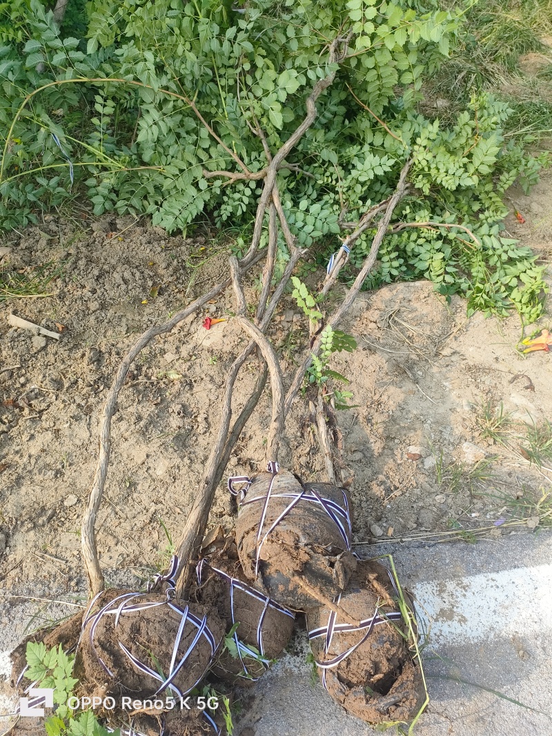 基地供应2公分3公分4公分5公分凌霄花苗花期长