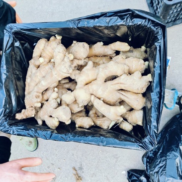 大量供应昌邑干姜