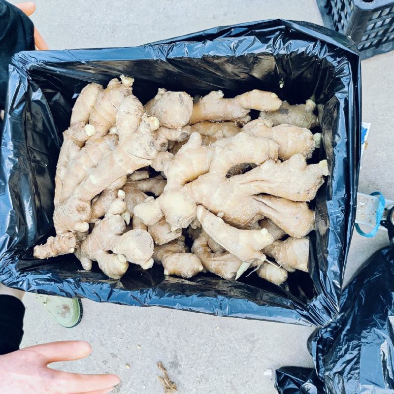 大量供应昌邑干姜
