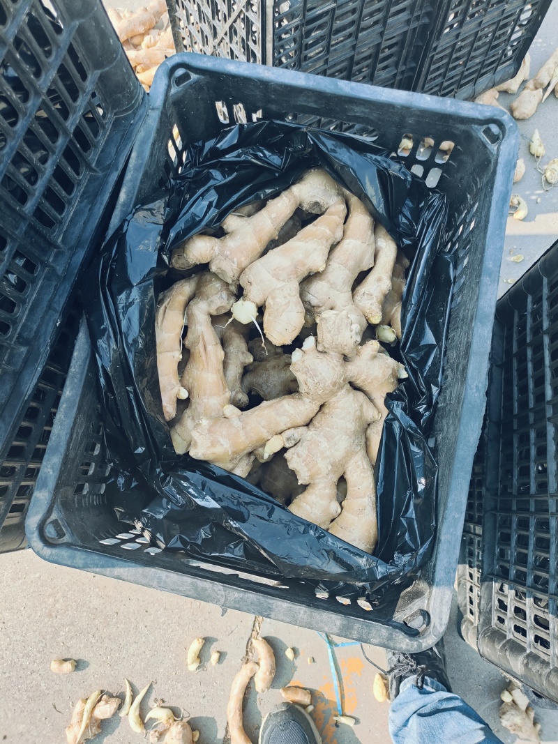 大量供应昌邑干姜