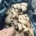 大量供应昌邑干姜