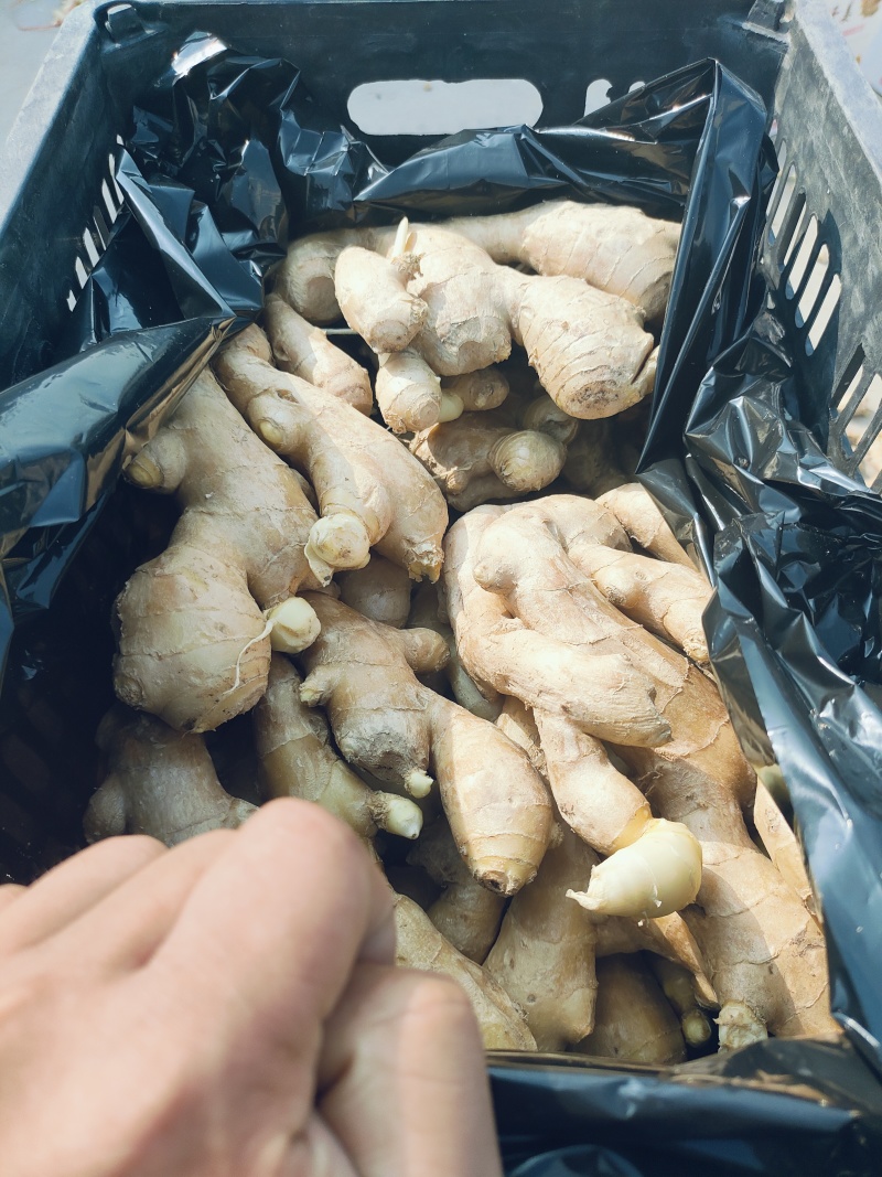 大量供应昌邑干姜