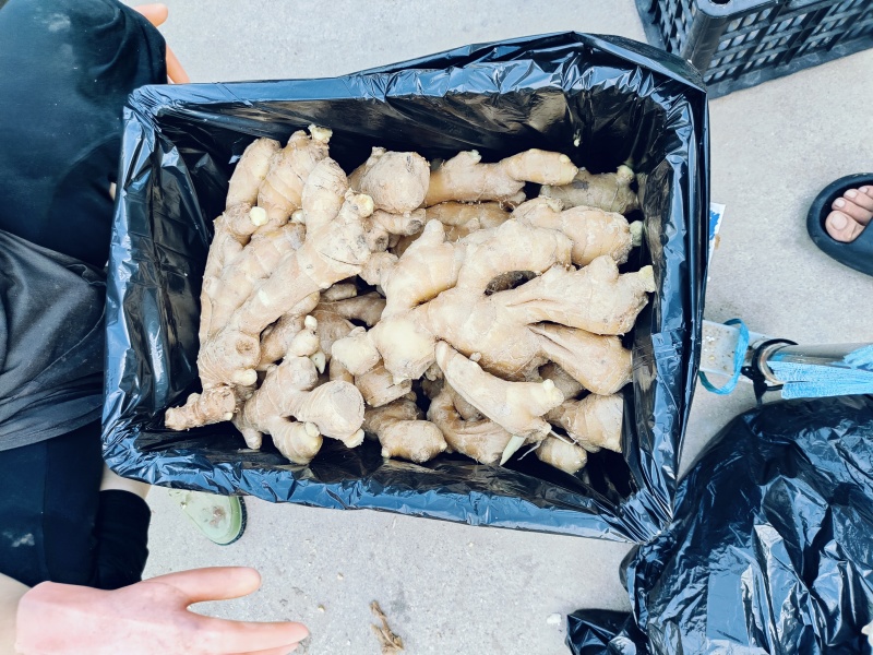 大量供应昌邑干姜