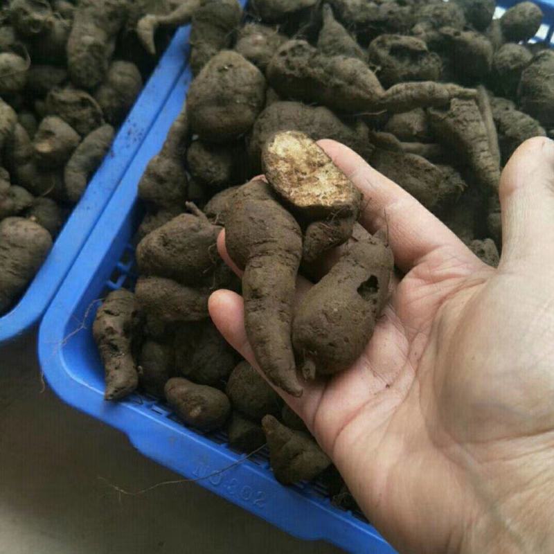 广西百色市乐业县野生三叶青三叶青种子批发零售500g