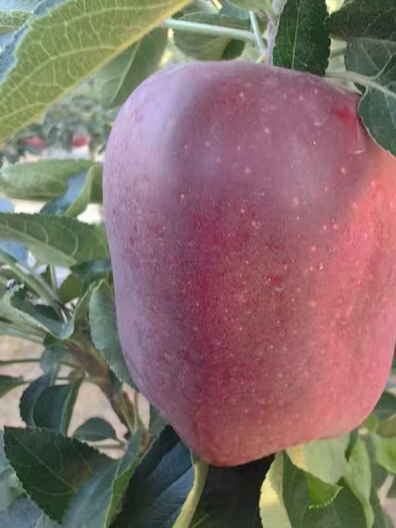 精品高山花牛苹果大量上市需要可以联系，质量三保，口感特别