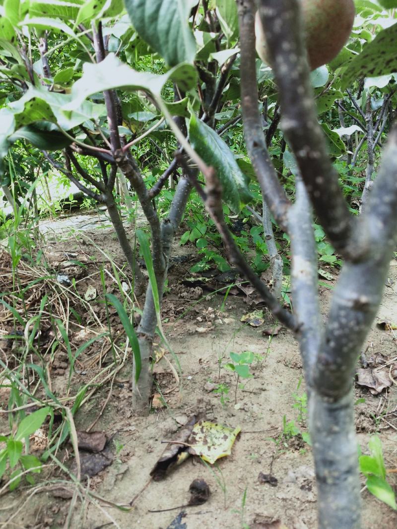 梨树，红梨树，秋月梨树等