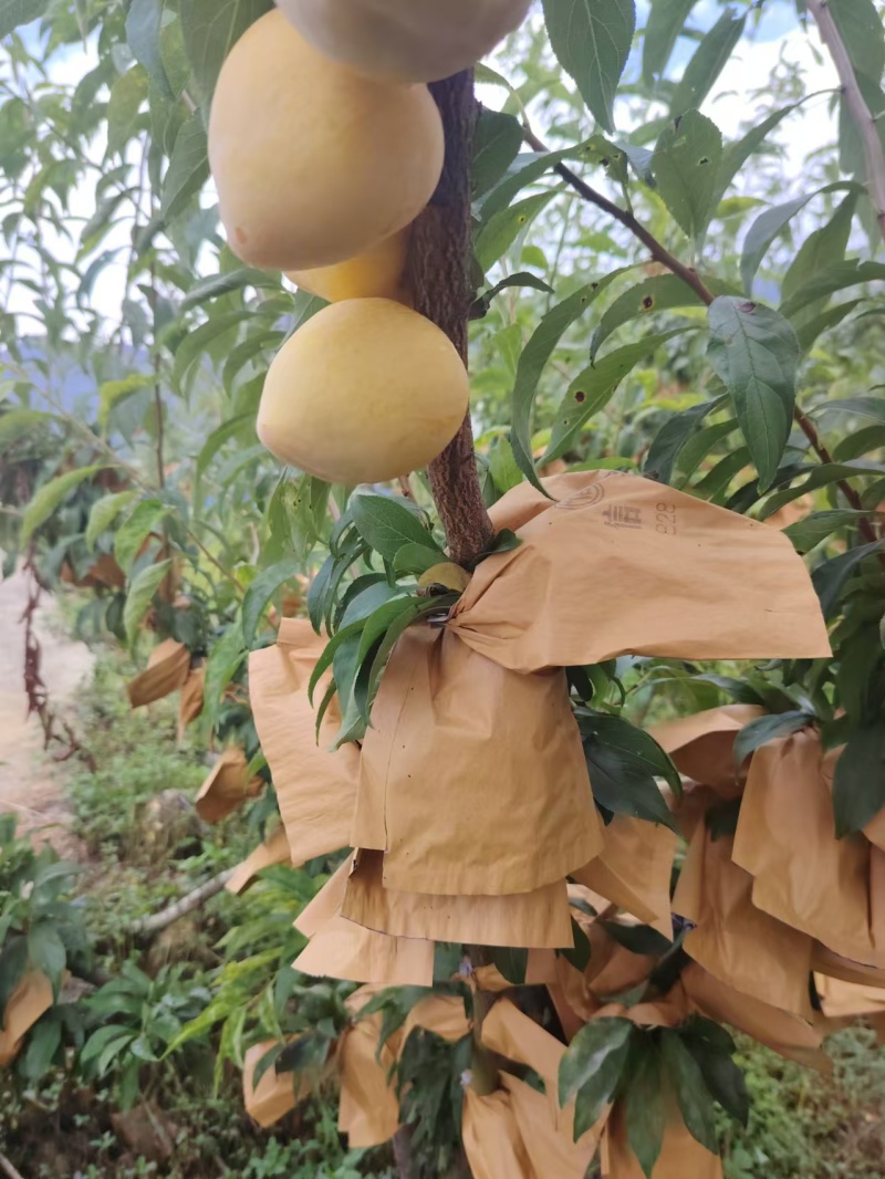 3万斤黄金奈李，有要的老板看过来，先下手为强