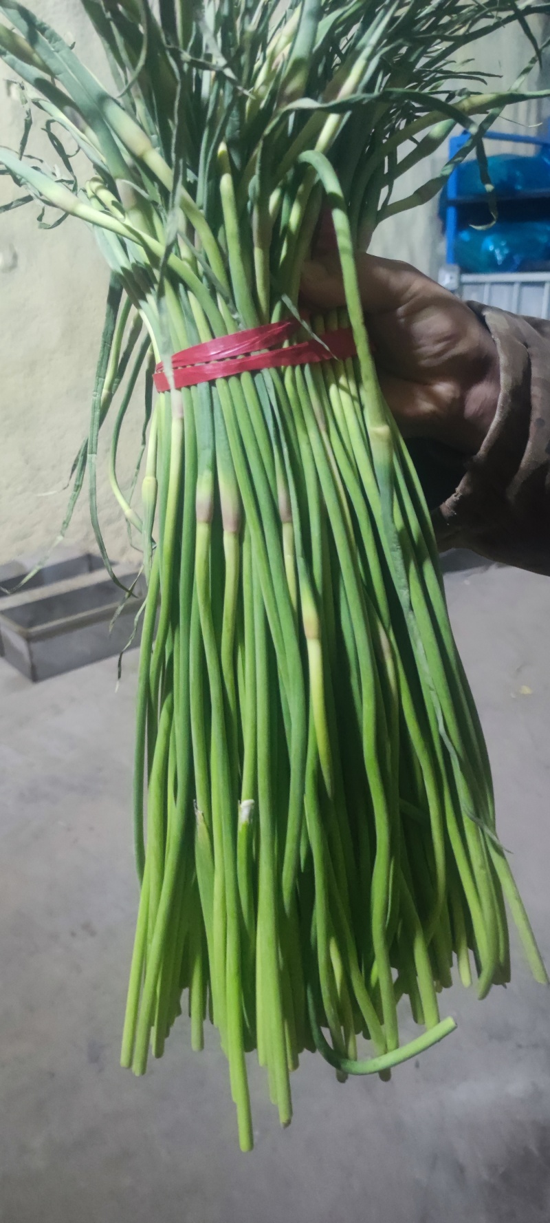 红帽蒜苔，大张蒜苔，大张苔，大张红帽蒜苔，河南蒜苔，蒜苔