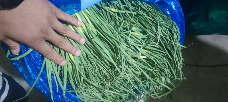 红帽蒜苔，大张蒜苔，大张苔，大张红帽蒜苔，河南蒜苔，蒜苔