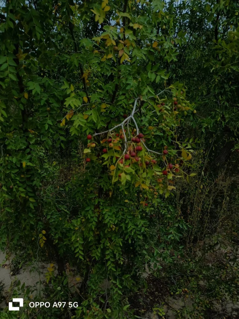 阿克苏酸枣种植园