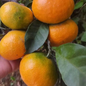 云南叶桔高山蜜橘特早柑橘皮薄肉甜果园现采大量价优