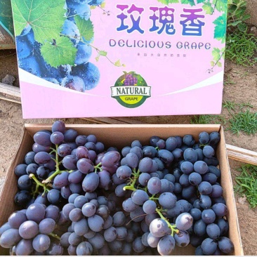 玫瑰香葡萄，昌黎无籽玫瑰产地直发，团购社区电商团长直采货