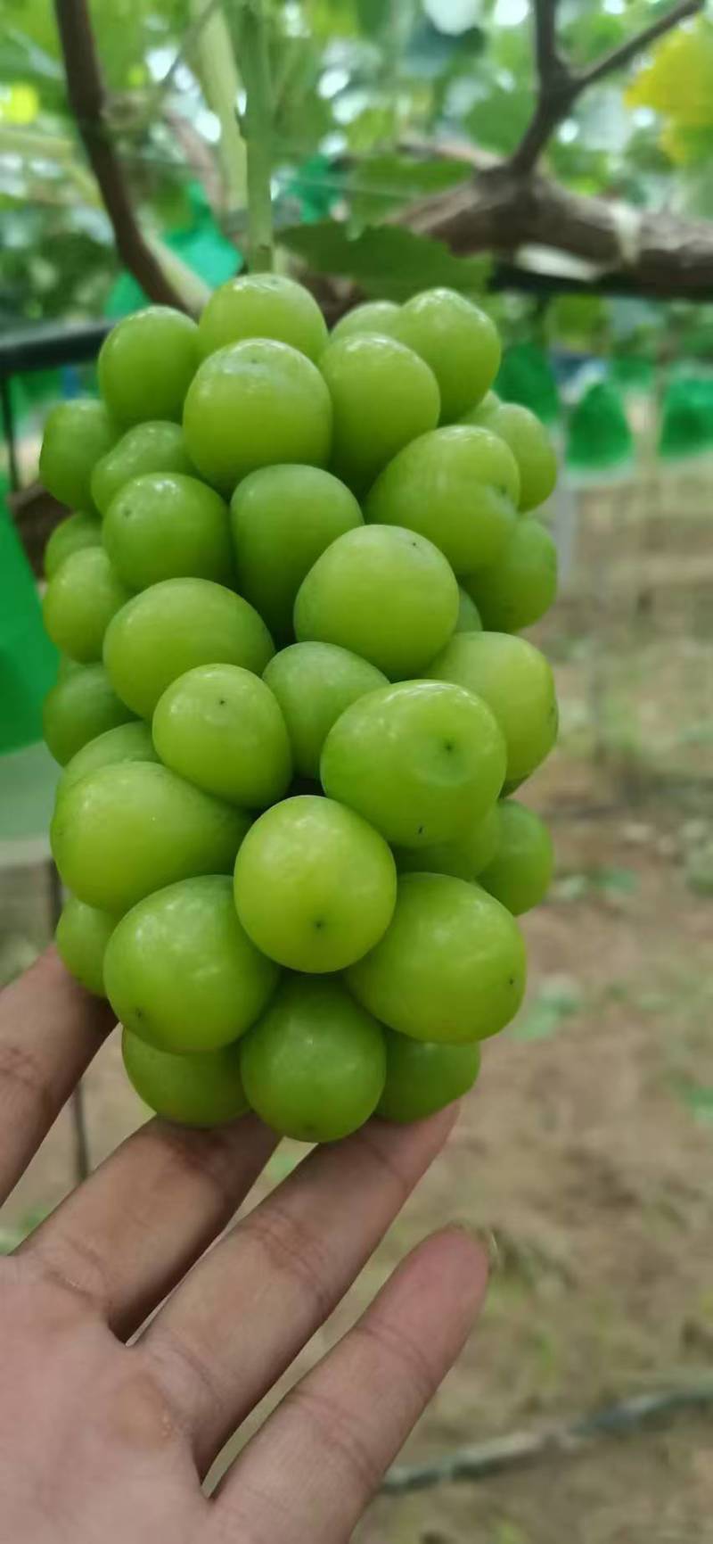 阳光玫瑰大量供应一手货源，量大从优，质量保证可视频看货
