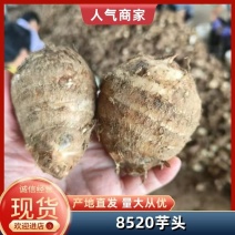 山东8520毛芋头基地直发货源充足量大从优