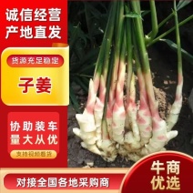 优质鲜姜子姜生姜保质保量全国供应