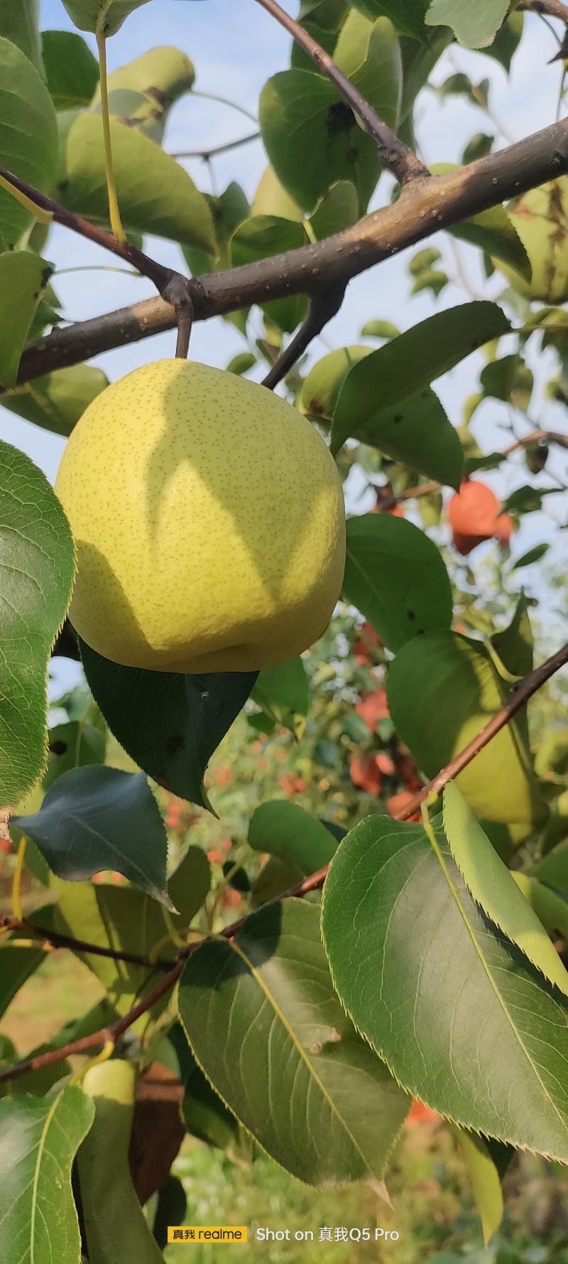白皮酥梨