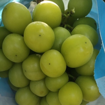 优质阳光玫瑰