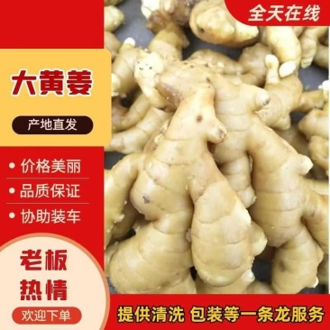 优质大黄姜一手货源保质保量价格实惠诚信经营