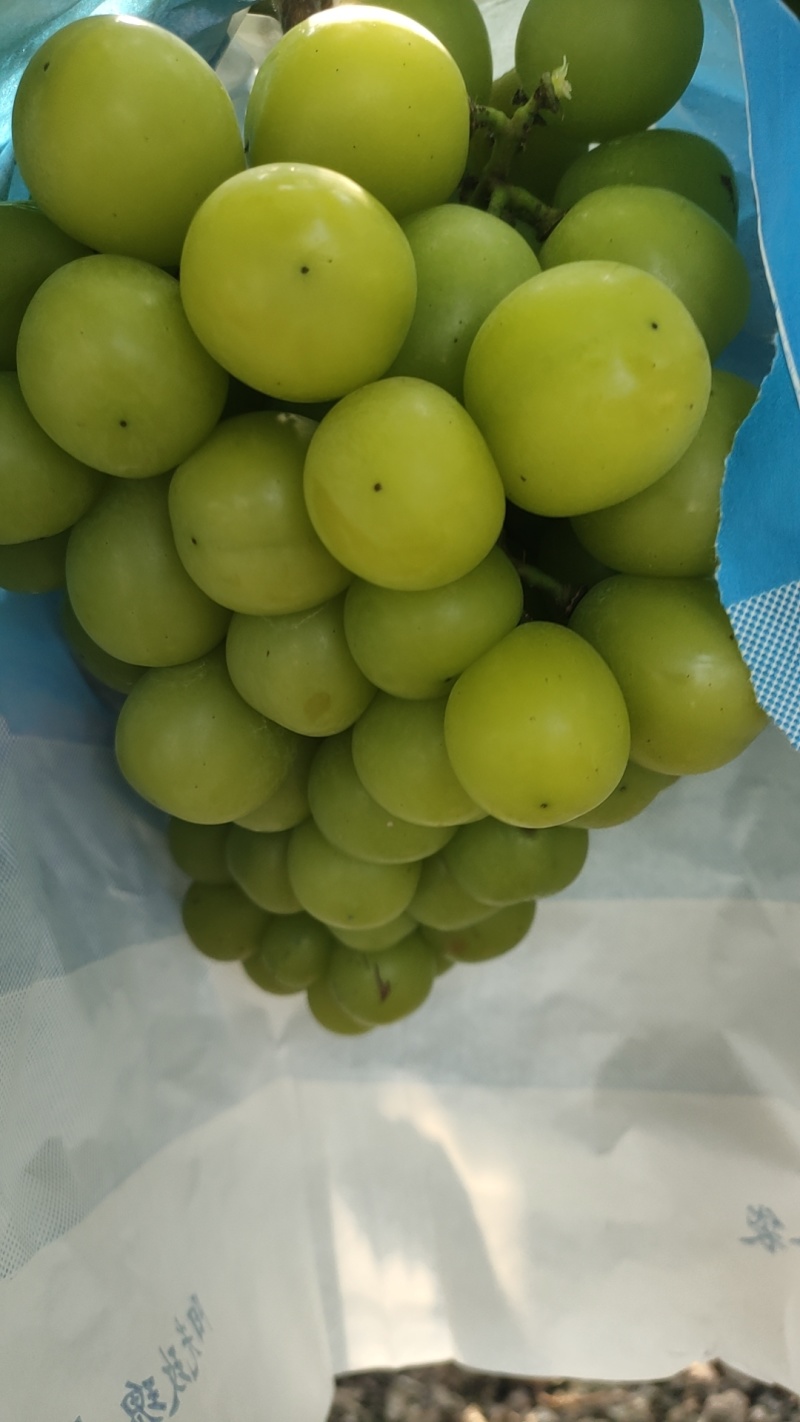 优质阳光玫瑰
