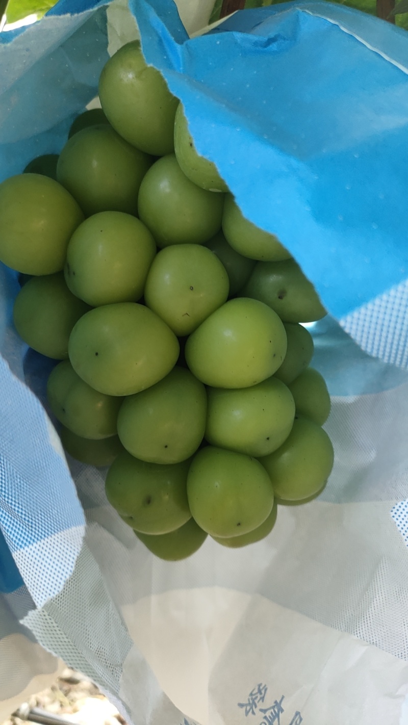 优质阳光玫瑰