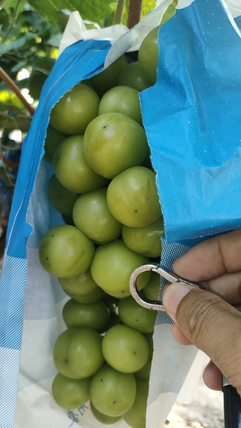 优质阳光玫瑰