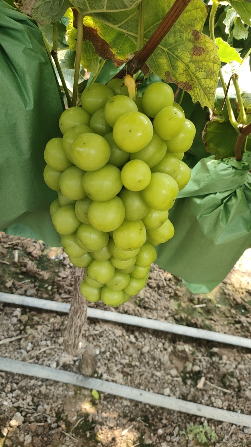 优质阳光玫瑰