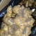 优质大黄姜一手货源保质保量价格实惠诚信经营