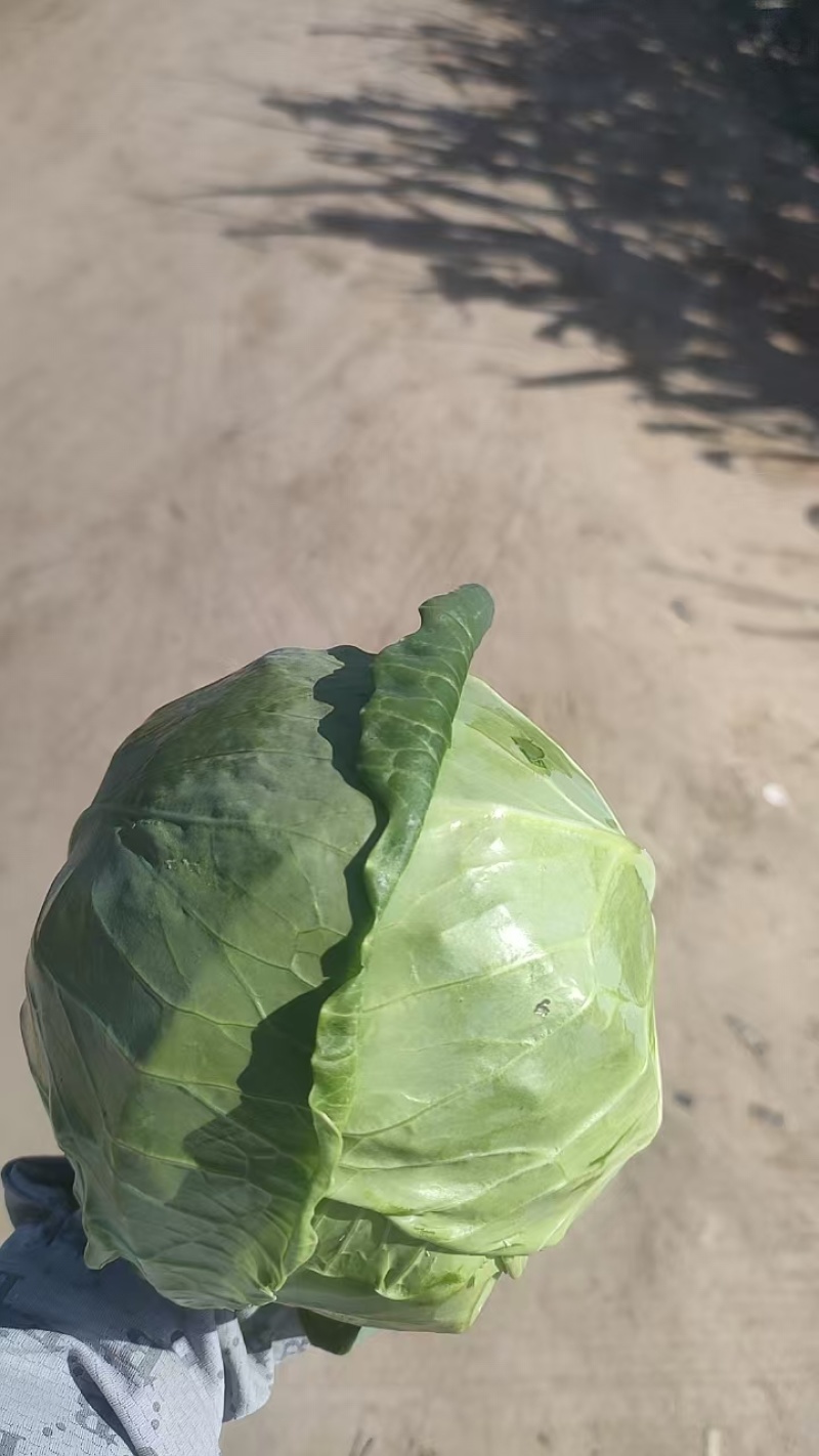 宁夏银川绿甘蓝大量上市精品好菜需要的联系