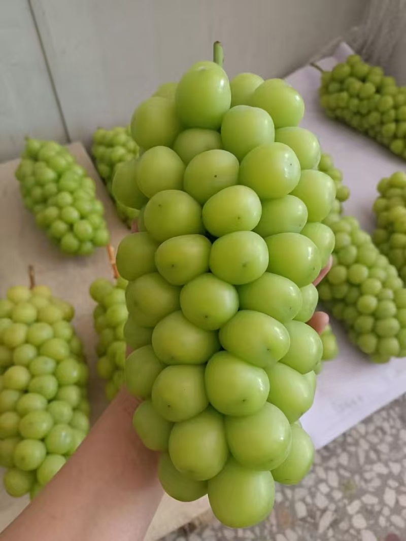 阳光玫瑰大量供应一手货源，量大从优，质量保证可视频看货