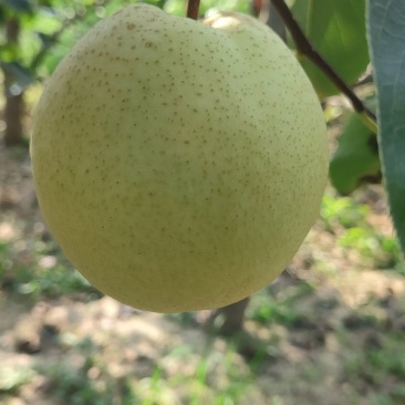 白皮酥梨
