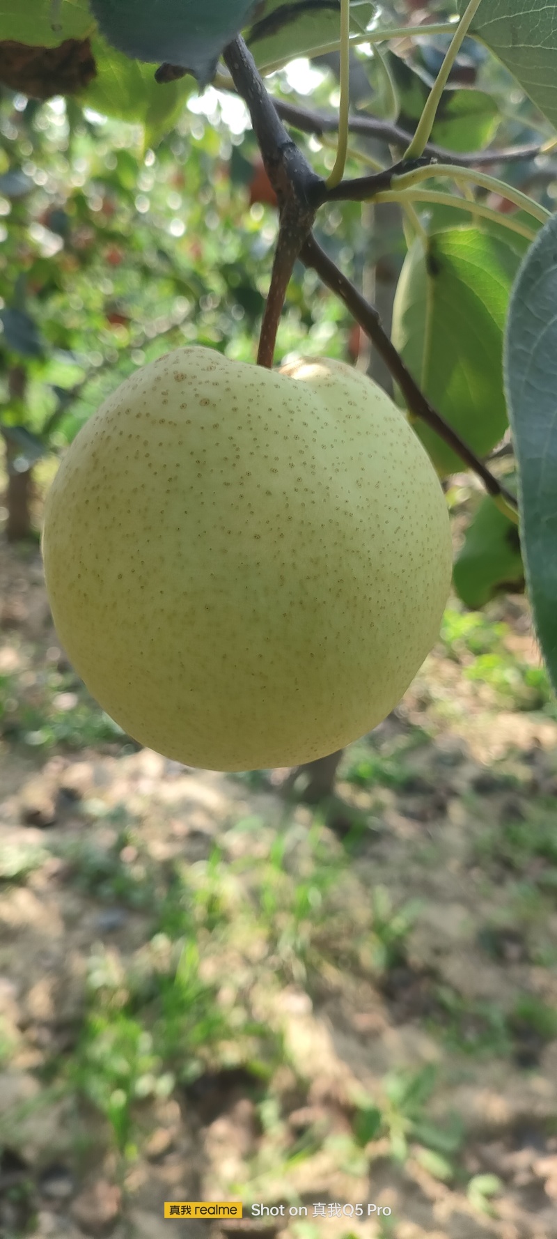 白皮酥梨