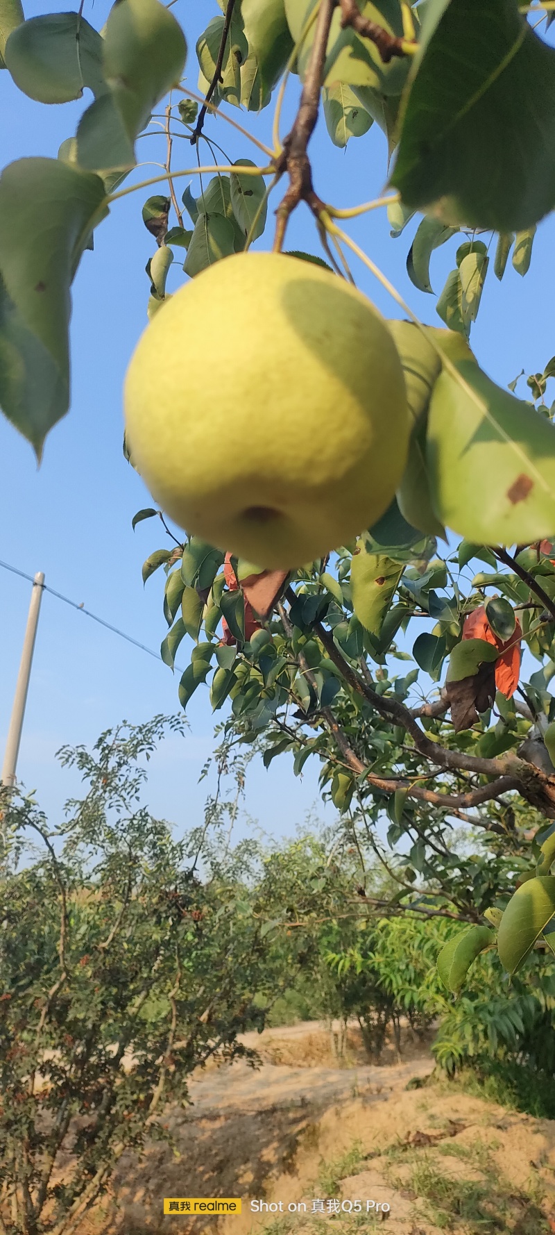 白皮酥梨
