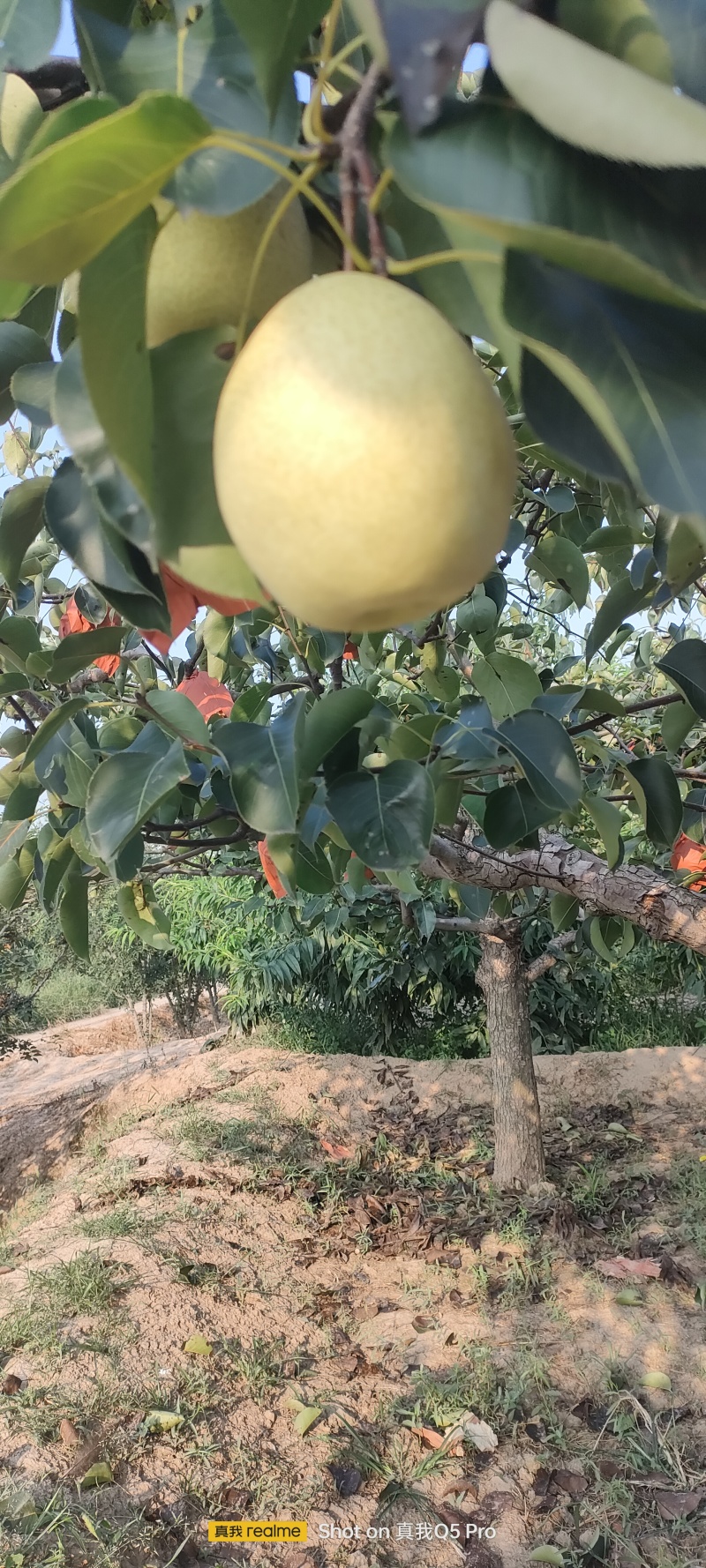白皮酥梨