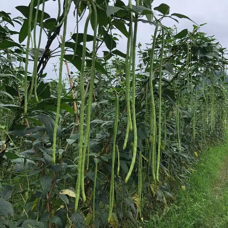 豆角江苏长豆角青条豆角产地一手货源现摘现发对接全国