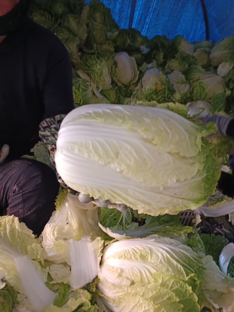 黄心大白菜精品白菜河北白菜基地大量上市产地直发高品质保障