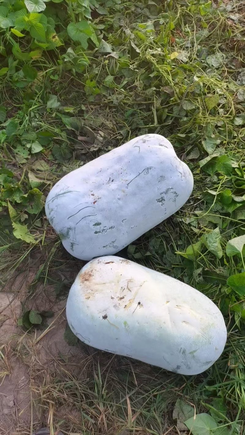 水桶白冬瓜18斤以上，产地直供，有需要的老板抓紧了