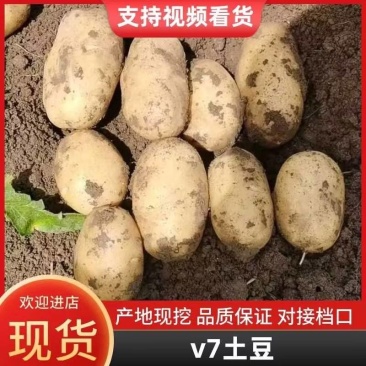 【V7土豆】内蒙土豆一手货源有工人有设备备货快运费低纸箱