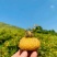 四川凉山刺梨