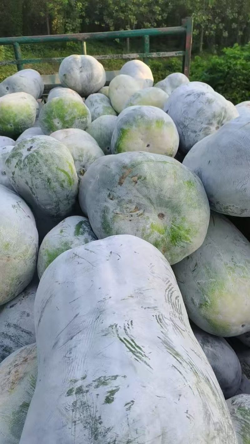 水桶白冬瓜18斤以上，产地直供，有需要的老板抓紧了