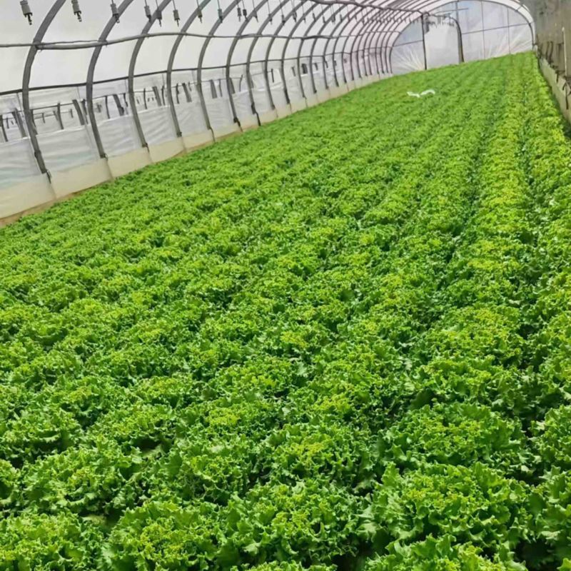 鸡窝菜蔬菜